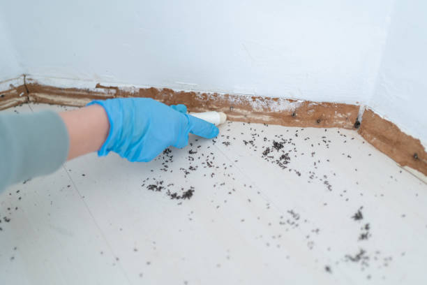 Best Ant Control Services  in Jacinto City, TX