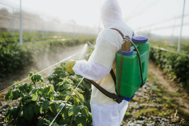 Wasp Removal Services in Jacinto City, TX